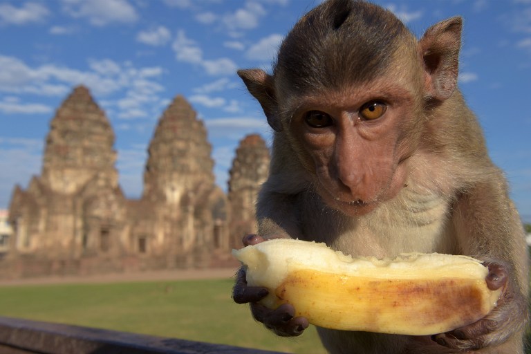 Tailandia, monos