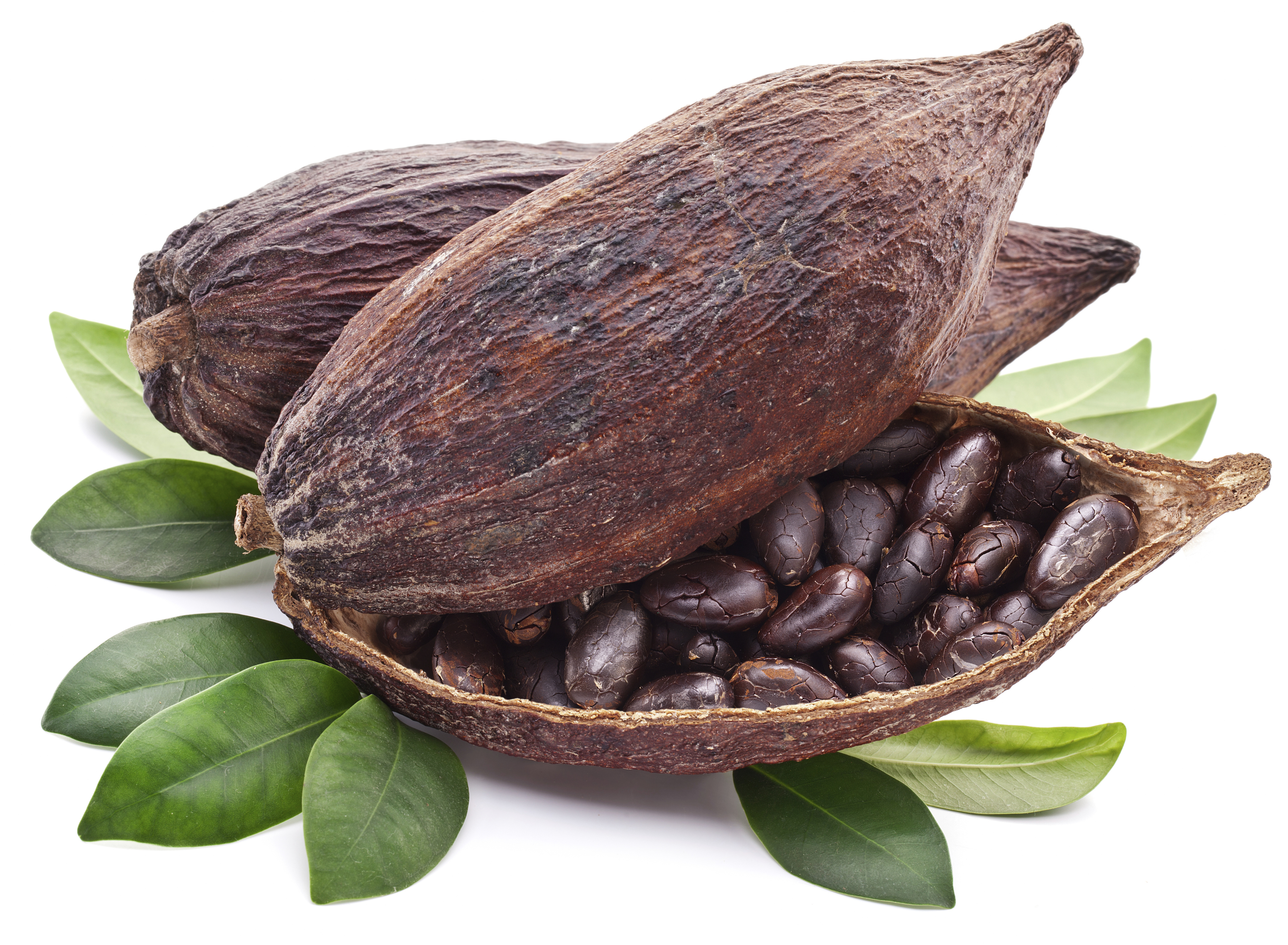 A competir por el mejor cacao