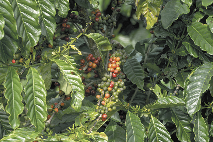 Gobierno da luz verde a café robusta