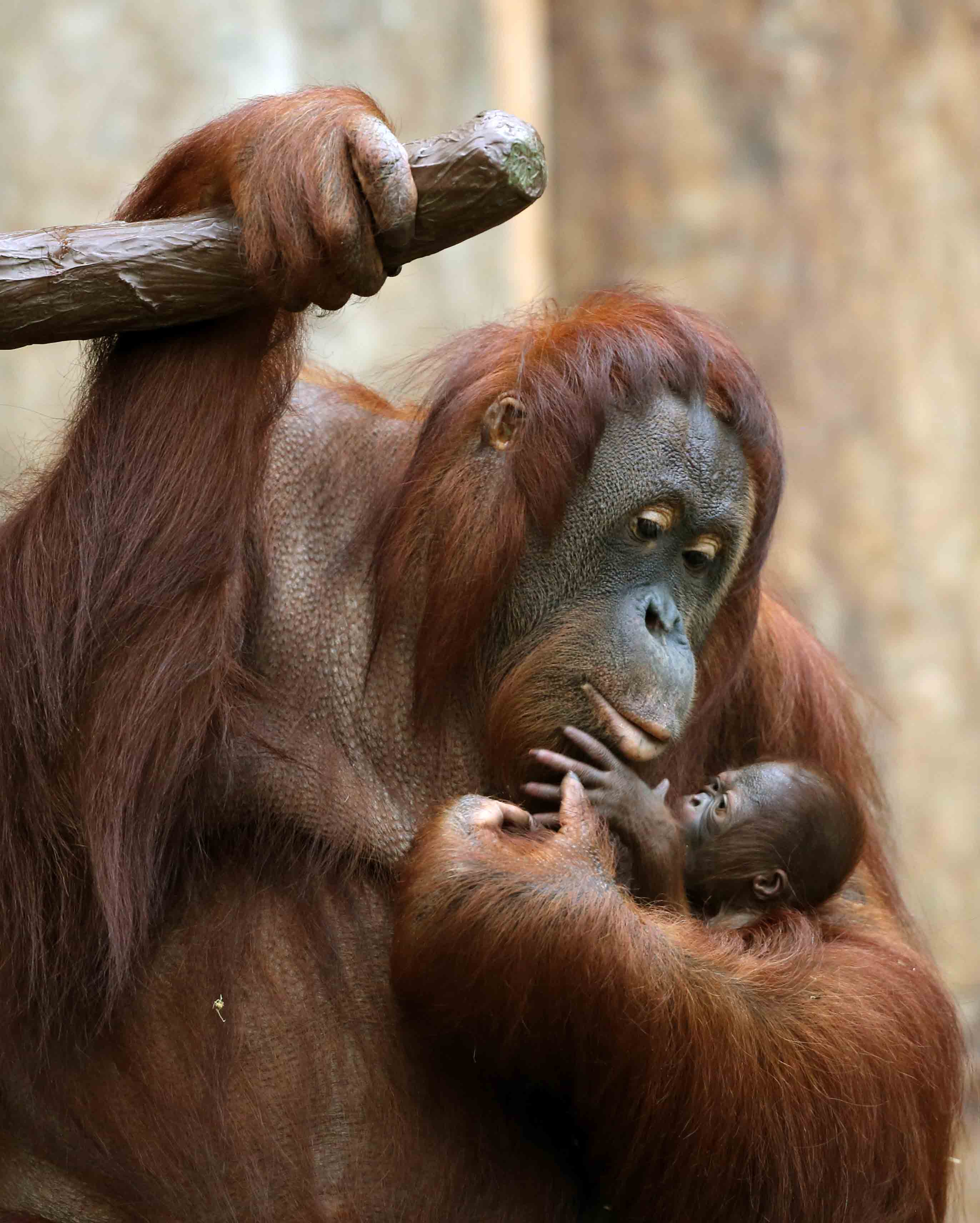 Orangután, zoológico de Krefeld, Alemania