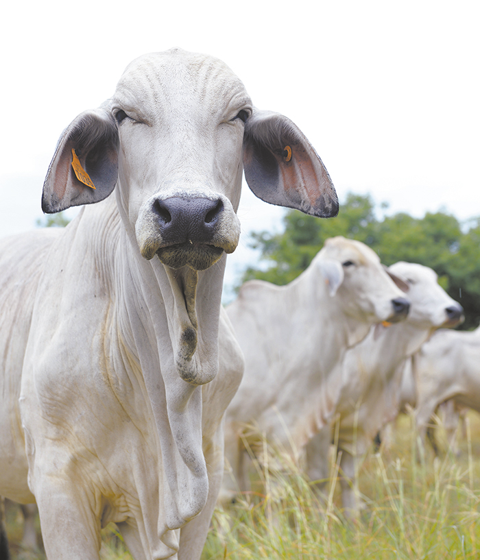 Interés en mejorar genética del ganado en Granada