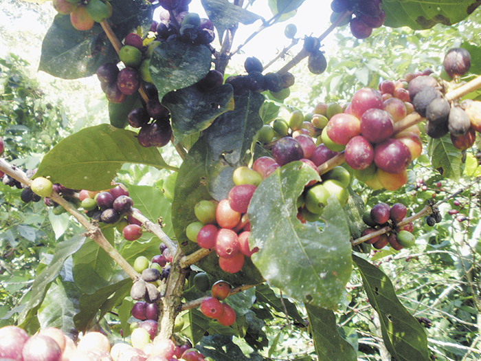 café, café de Nicaragua