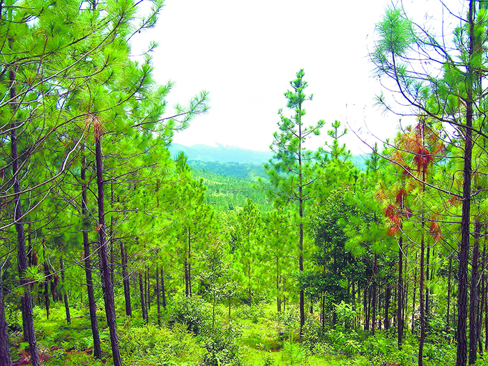 La tala del pino en Nicaragua, especialmente en el norte, está causando graves daños ambientales. LAPRENSA/ARCHIVO