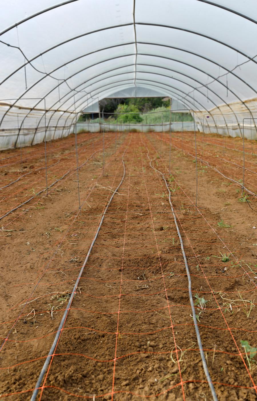 Agricultura protegida sedienta de recursos en Nicaragua